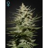 THE CHURCH CBD · Green House Seeds · semillas de marihuana · Fem