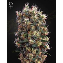 THE CHURCH · Green House Seeds · cannabis seeds · Fem