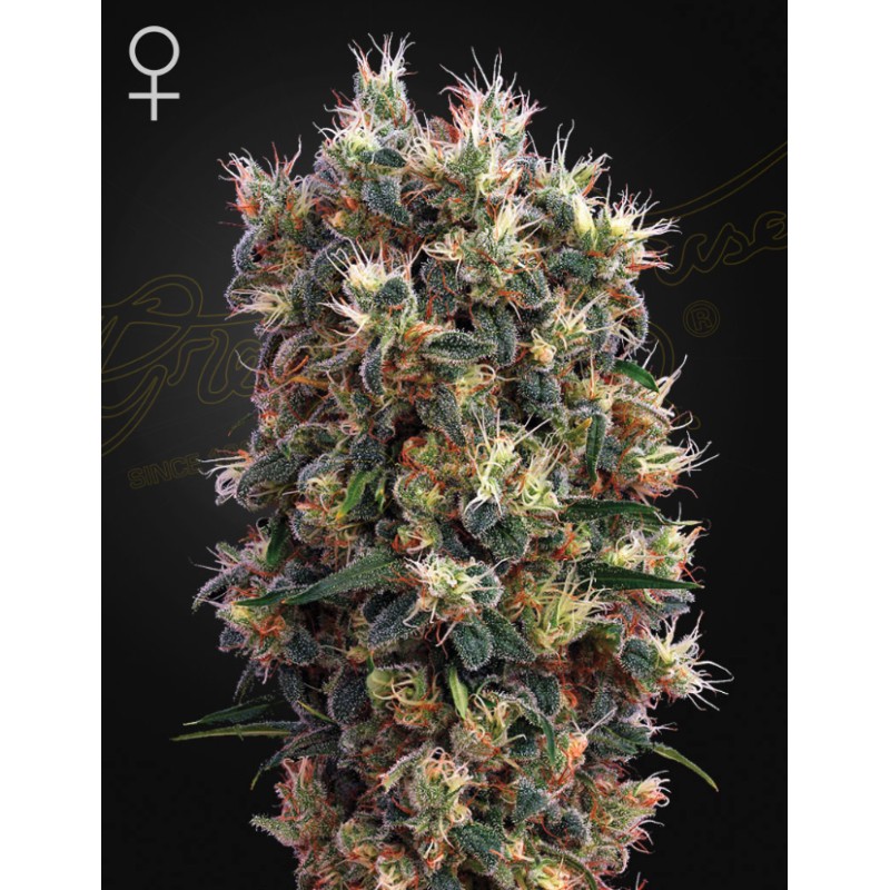 THE CHURCH · Green House Seeds · semillas de marihuana · Fem
