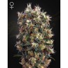 THE CHURCH · Green House Seeds · semi di canapa · Fem