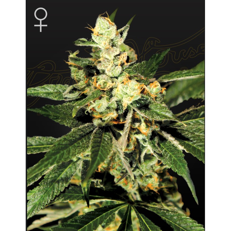 TRAIN WRECK · Green House Seeds · semi di canapa · Fem