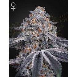 VELVET MOON · Green House Seeds · semillas de marihuana · Fem