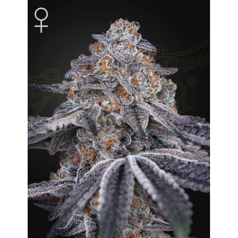 VELVET MOON · Green House Seeds · cannabis seeds · Fem
