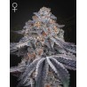 VELVET MOON · Green House Seeds · semillas de marihuana · Fem