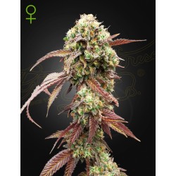 WEST COAST OG X GELATO 41 AUTO · Green House Seeds · semi di canapa · Auto Fem