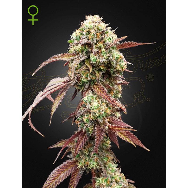 WEST COAST OG X GELATO 41 AUTO · Green House Seeds · semillas de marihuana · Auto Fem