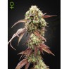 WEST COAST OG X GELATO 41 AUTO · Green House Seeds · semi di canapa · Auto Fem