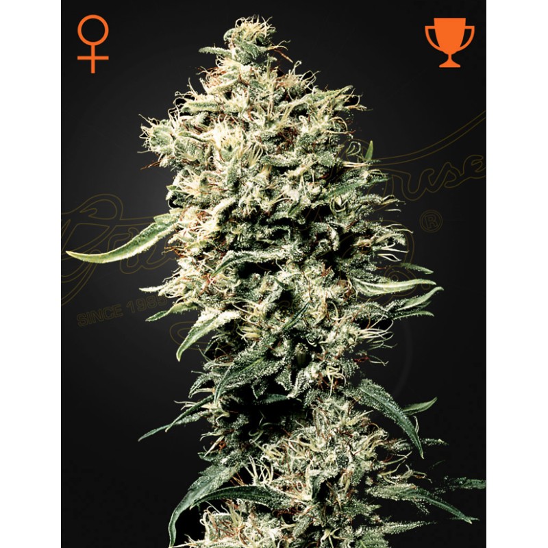 WHITE RHINO · Green House Seeds · cannabis seeds · Fem