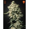 WHITE RHINO · Green House Seeds · cannabis seeds · Fem