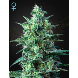 WHITE WIDOW AUTO CBD · Green House Seeds · cannabis seeds · AutoFem