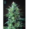 WHITE WIDOW AUTO CBD · Green House Seeds · semi di canapa · AutoFem