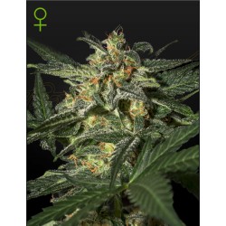 White Widow Auto Green House Seeds | Semi Autofiorenti