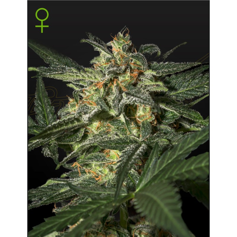 WHITE WIDOW AUTO · Green House Seeds · semillas de marihuana · AutoFem