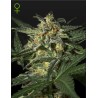 White Widow Auto Green House Seeds | Semi Autofiorenti