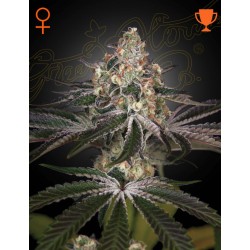 WHITE WIDOW · Green House Seeds · cannabis seeds · Fem