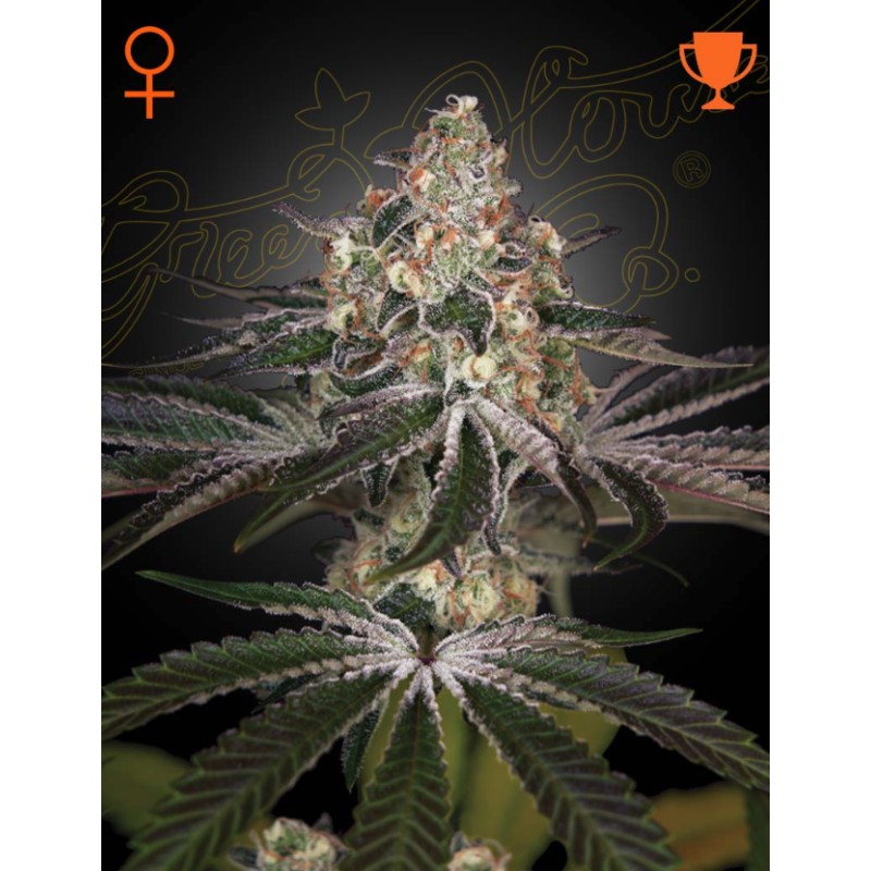 WHITE WIDOW · Green House Seeds · semillas de marihuana · Fem