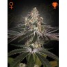 WHITE WIDOW · Green House Seeds · semillas de marihuana · Fem