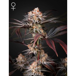 WONDER PIE · Green House Seeds · semi di canapa · Fem