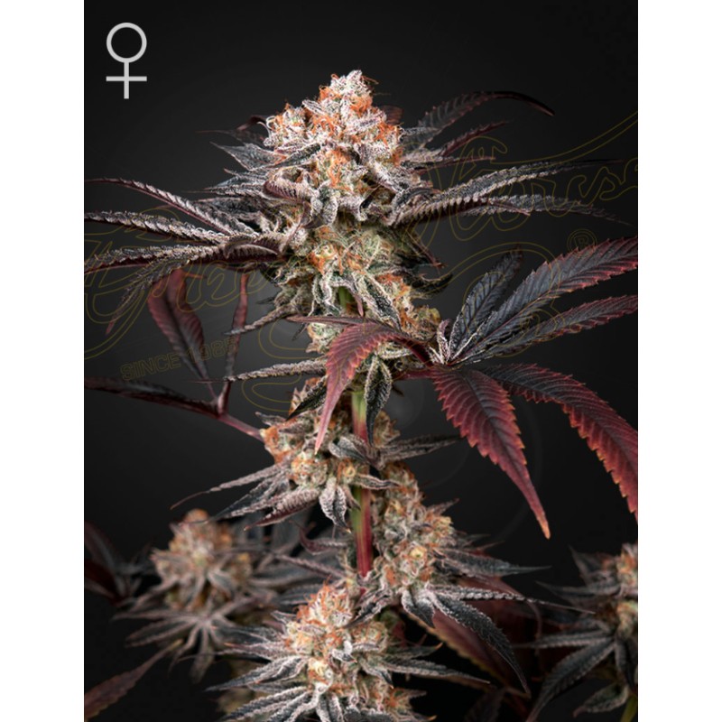 WONDER PIE · Green House Seeds · semi di canapa · Fem