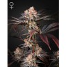 WONDER PIE · Green House Seeds · semi di canapa · Fem