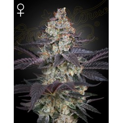 ZTRAWBERRY · Green House Seeds · semi di canapa · Fem