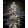ZTRAWBERRY · Green House Seeds · semillas de marihuana · Fem