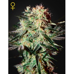 ARJAN'S STRAWBERRY HAZE · Green House Seeds · semillas de marihuana · Fem