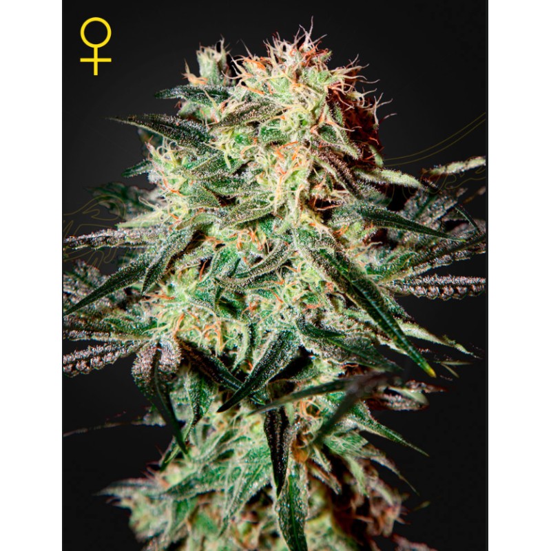 ARJAN'S STRAWBERRY HAZE · Green House Seeds · semillas de marihuana · Fem