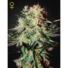 ARJAN'S STRAWBERRY HAZE · Green House Seeds · semi di canapa · Fem