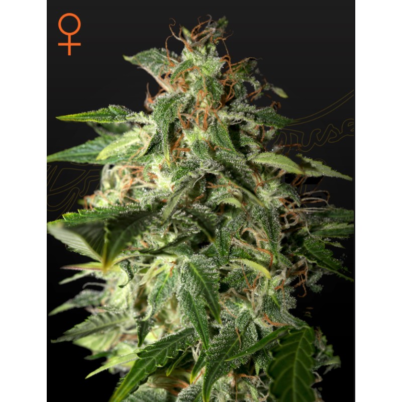 AFGOOEY · Strain Hunters · semillas de marihuana · Fem