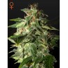 AFGOOEY · Strain Hunters · semillas de marihuana · Fem