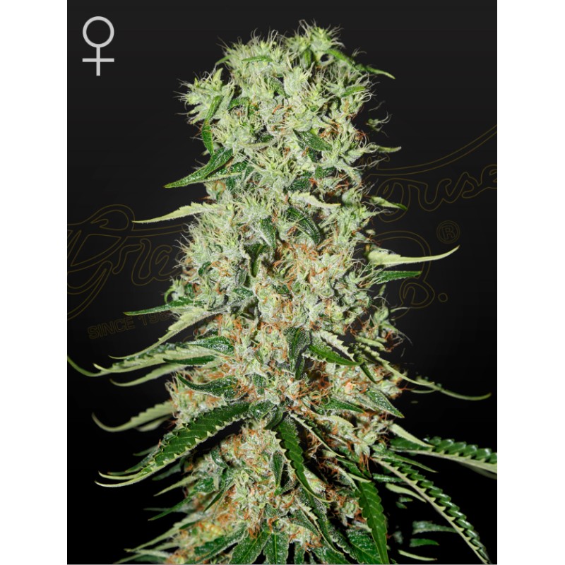 DAMNESIA · Strain Hunters · semillas de marihuana · Fem