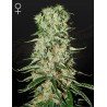 DAMNESIA · Strain Hunters · semillas de marihuana · Fem