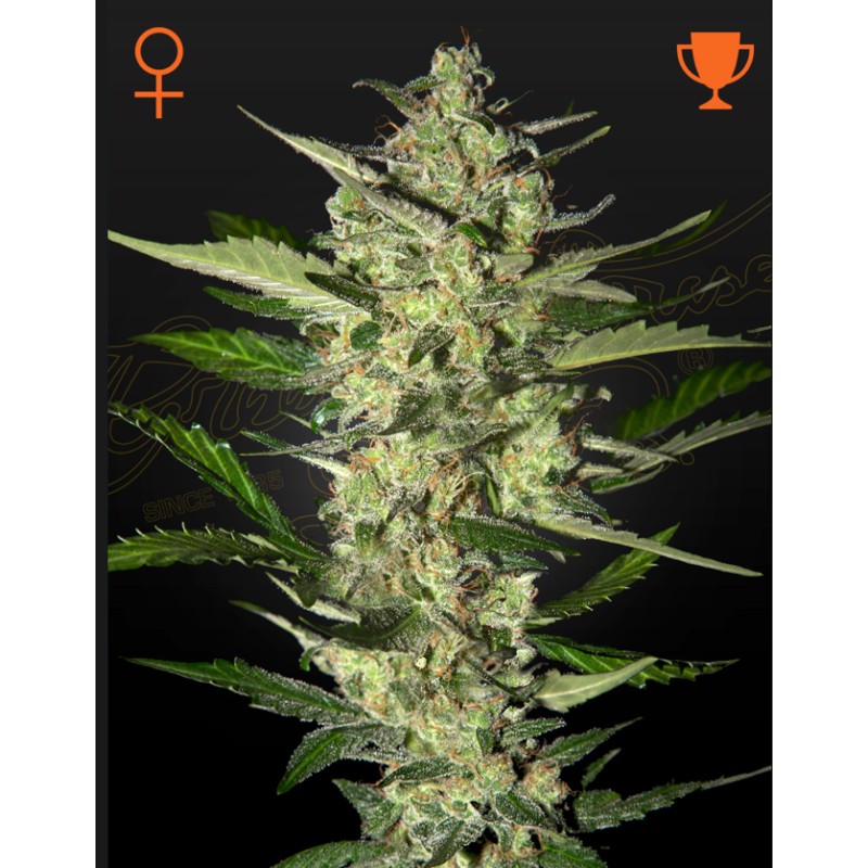 FLOWERBOMB KUSH · Strain Hunters · semi di canapa indiana · Fem