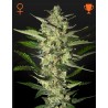 FLOWERBOMB KUSH · Strain Hunters · semillas de marihuana · Fem