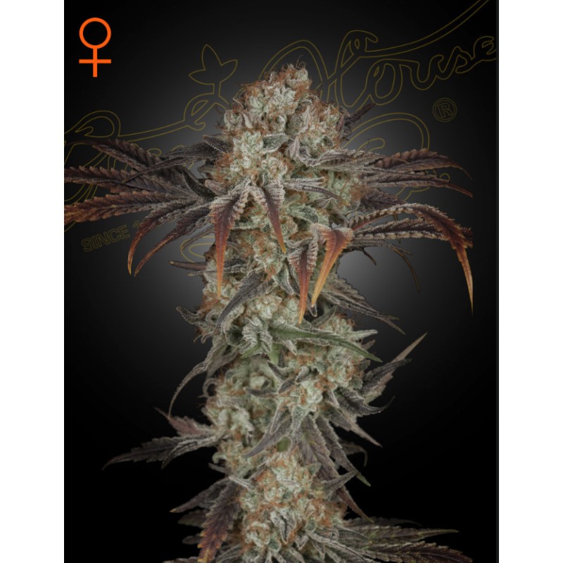 MONEY MAKER · Strain Hunters · semillas de marihuana · Fem