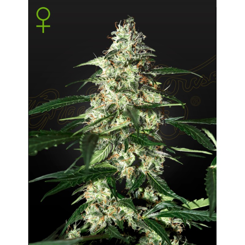 SKUNK AUTOFLOWERING · Strain Hunters · semillas de marihuana · AutoFem