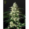 SKUNK AUTOFLOWERING · Strain Hunters · semillas de marihuana · AutoFem