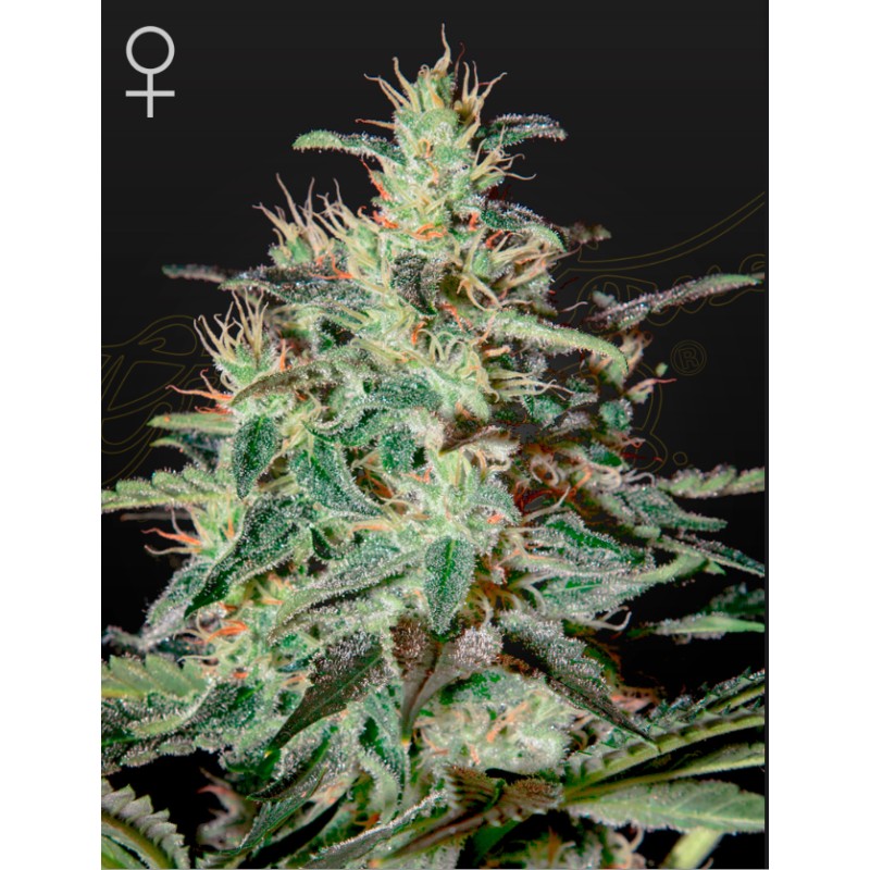WHITE LEMON · Strain Hunters · cannabis seeds · Fem