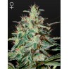 WHITE LEMON · Strain Hunters · semillas de marihuana · Fem