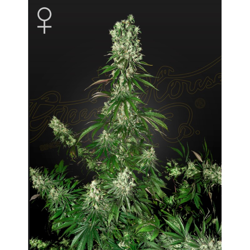 WHITE STRAWBERRY SKUNK · Strain Hunters · semillas de marihuana · Fem