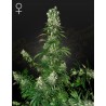WHITE STRAWBERRY SKUNK · Strain Hunters · semi di canapa indiana · Fem