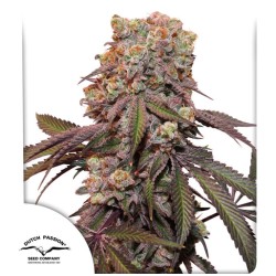 AUTO CANDY BUBATZ XL· Dutch Passion · cannabis seeds · Auto Fem