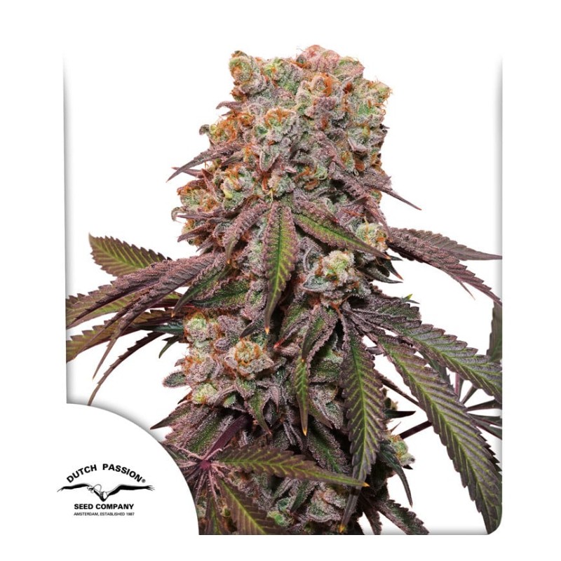 AUTO CANDY BUBATZ XL· Dutch Passion · cannabis seeds · Auto Fem