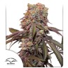 AUTO CANDY BUBATZ XL · Dutch Passion · semillas de marihuana · Auto Fem