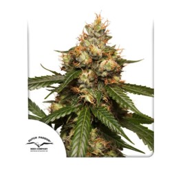 AUTO THC-VICTORY · Dutch Passion · cannabis seeds · Auto Fem