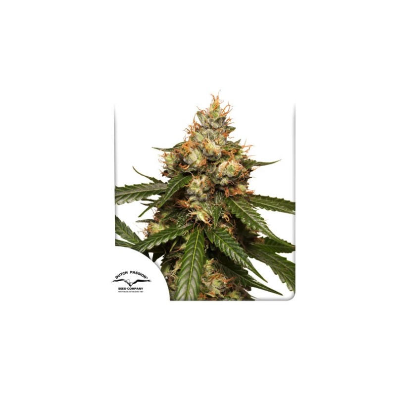 AUTO THC-VICTORY · Dutch Passion · semillas de marihuana · Auto Fem