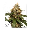 AUTO THC-VICTORY · Dutch Passion · semi di canapa · Auto Fem