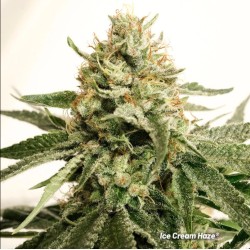 ICE CREAM HAZE · Dutch Passion · semillas de marihuana · Fem