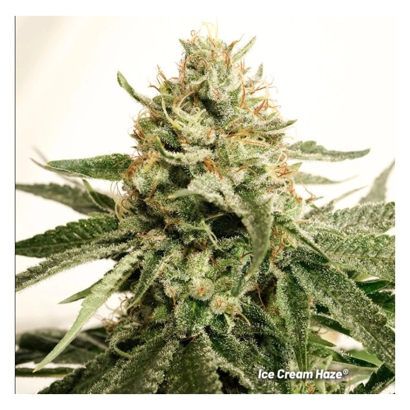 ICE CREAM HAZE · Dutch Passion · semi di canapa indiana · Fem